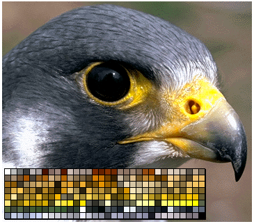 GIF photograph with its color palette.