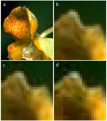 Example of JPEG compression artifacts in images.