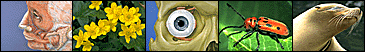 Examples of JPEG images.
