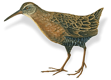 Watercolor painting of a rail, by Pat Lynch.